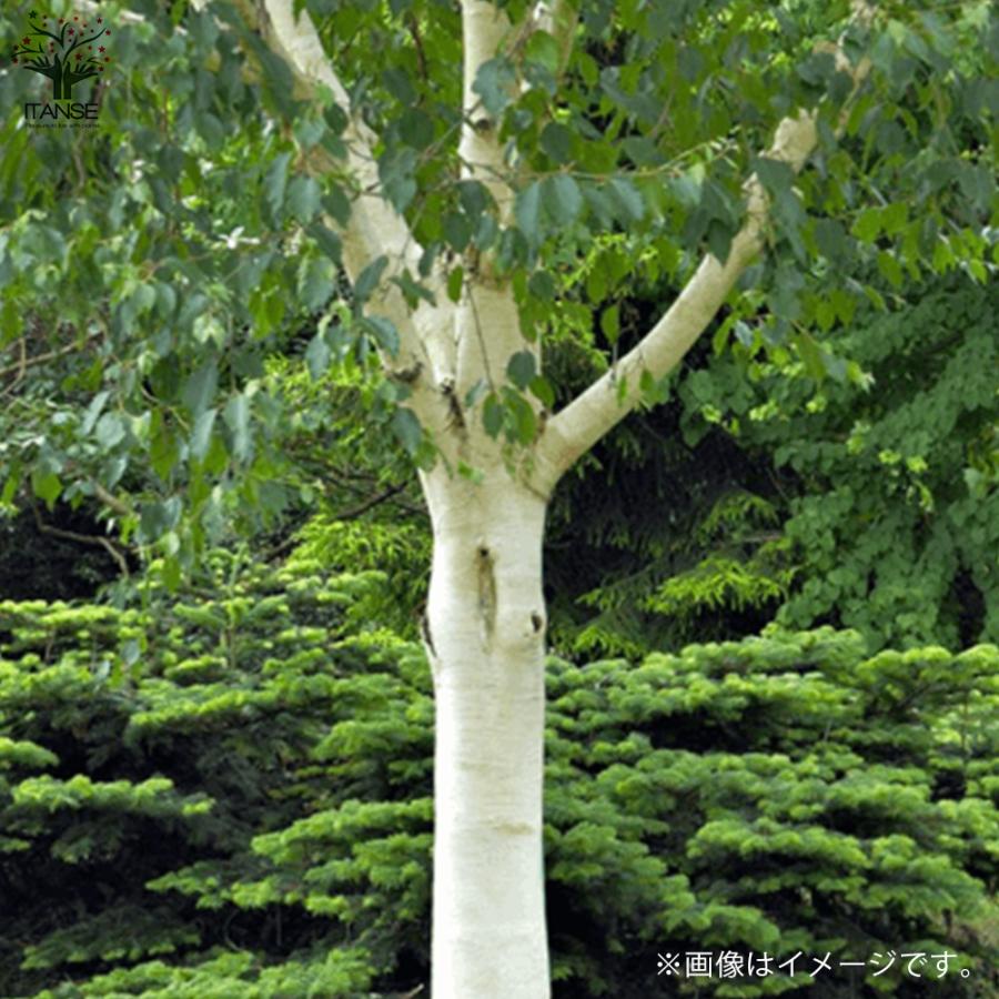 ITANSE 白樺(シラカバ) ジャックモンティ 庭木 不織布ポット大苗/1個売り 庭木の苗 植木の苗木 シラカバ 庭木 植木 イタンセ公式 シラカバ 庭木 また