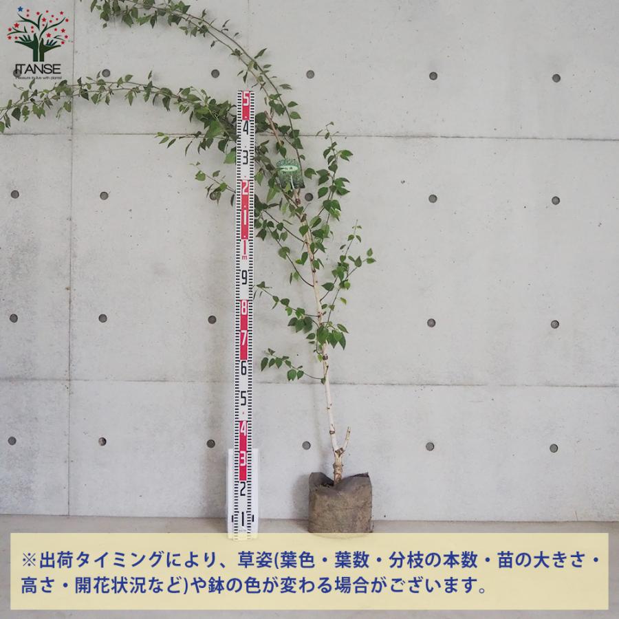 ITANSE 白樺(シラカバ) ジャックモンティ 庭木 不織布ポット大苗/1個売り 庭木の苗 植木の苗木 シラカバ 庭木 植木 イタンセ公式 シラカバ 庭木 また