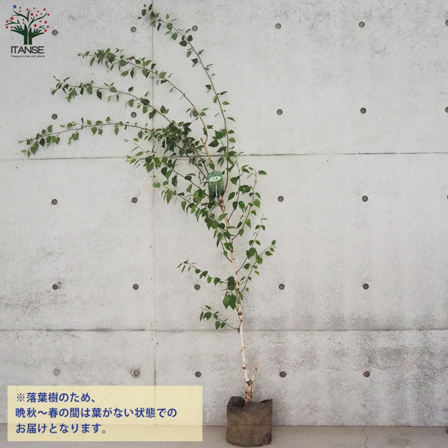 ITANSE 白樺(シラカバ) ジャックモンティ 庭木 不織布ポット大苗/1個売り 庭木の苗 植木の苗木 シラカバ 庭木 植木 イタンセ公式 シラカバ 庭木 また