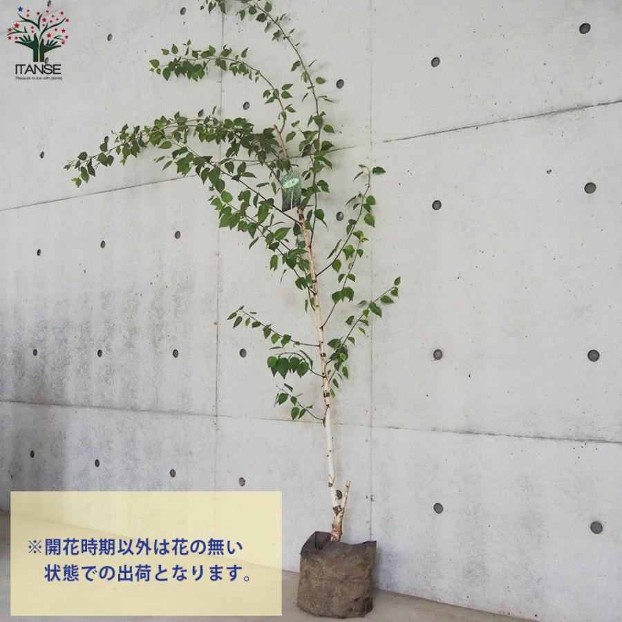ITANSE 白樺(シラカバ) ジャックモンティ 庭木 不織布ポット大苗/1個売り 庭木の苗 植木の苗木 シラカバ 庭木 植木 イタンセ公式 シラカバ 庭木 また
