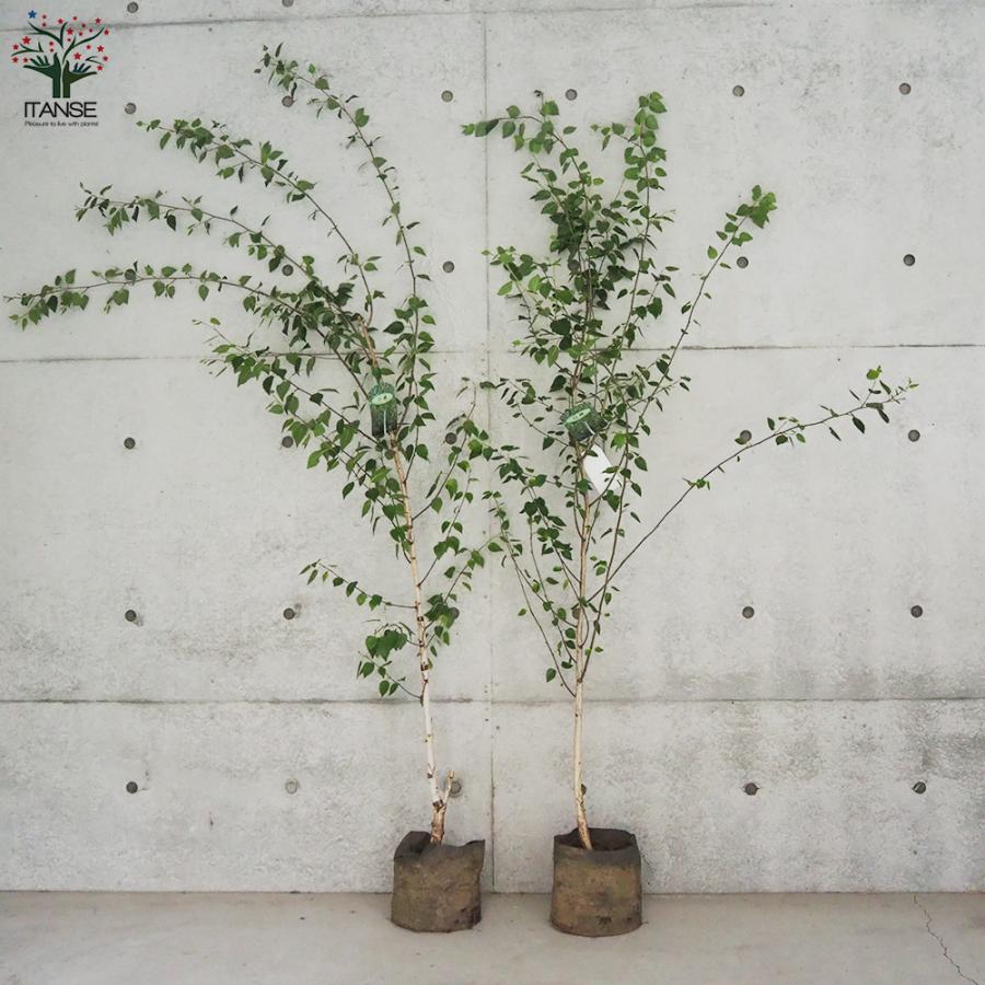 ITANSE 白樺(シラカバ) ジャックモンティ 庭木 不織布ポット大苗/1個売り 庭木の苗 植木の苗木 シラカバ 庭木 植木 イタンセ公式 シラカバ 庭木 また