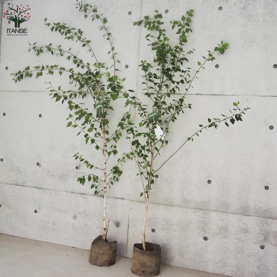 ITANSE 白樺(シラカバ) ジャックモンティ 庭木 不織布ポット大苗/1個売り 庭木の苗 植木の苗木 シラカバ 庭木 植木 イタンセ公式 シラカバ 庭木 また