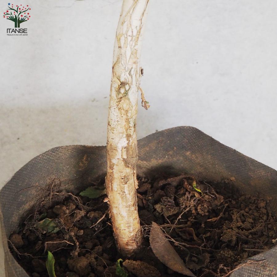 ITANSE 白樺(シラカバ) ジャックモンティ 庭木 不織布ポット大苗/1個売り 庭木の苗 植木の苗木 シラカバ 庭木 植木 イタンセ公式 シラカバ 庭木 また