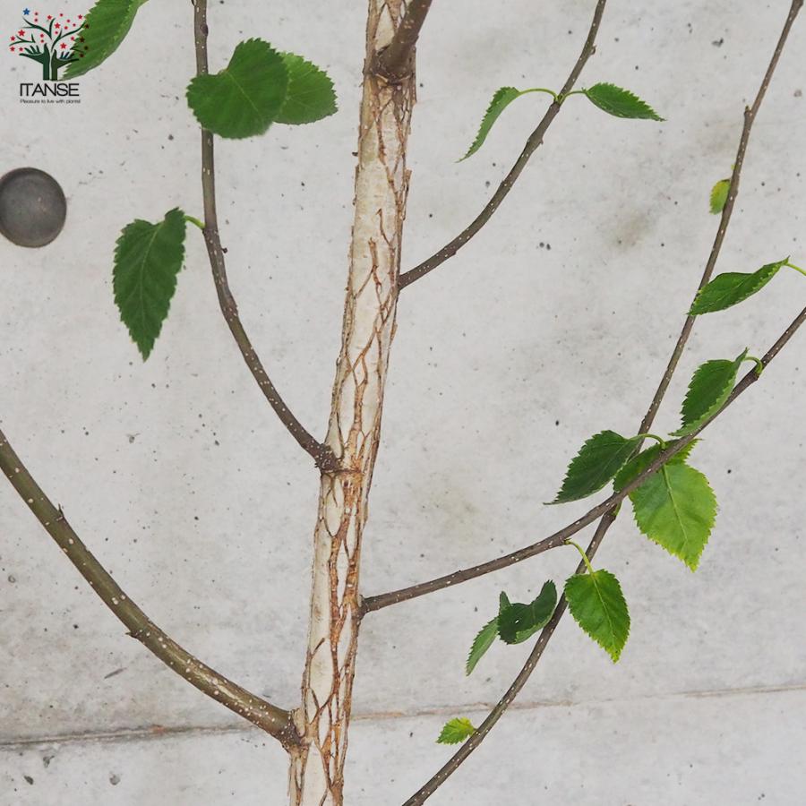 ITANSE 白樺(シラカバ) ジャックモンティ 庭木 不織布ポット大苗/1個売り 庭木の苗 植木の苗木 シラカバ 庭木 植木 イタンセ公式 シラカバ 庭木 また