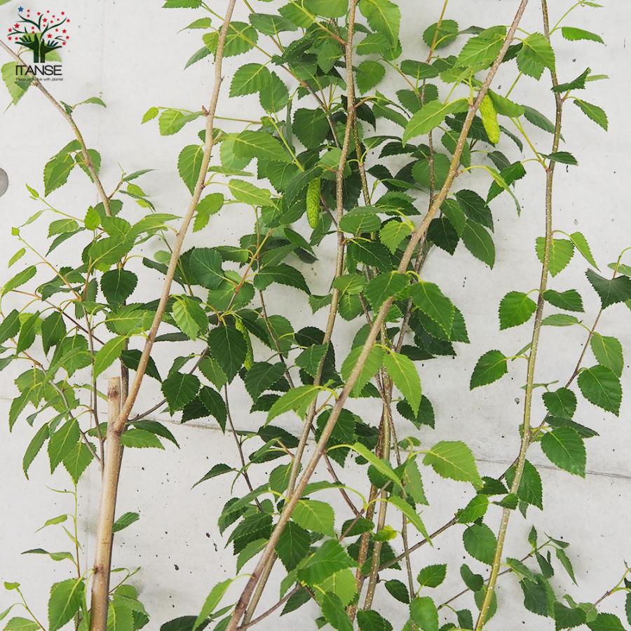 ITANSE 白樺(シラカバ) ジャックモンティ 庭木 不織布ポット大苗/1個売り 庭木の苗 植木の苗木 シラカバ 庭木 植木 イタンセ公式 シラカバ 庭木 また
