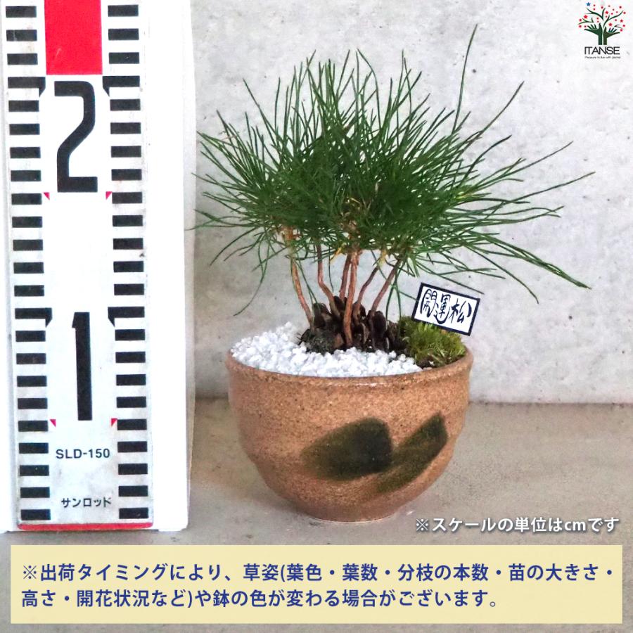 迎春ぼっくり松 和み茶鉢 盆栽 土色：白/1個売り 新年 賀正 観賞用