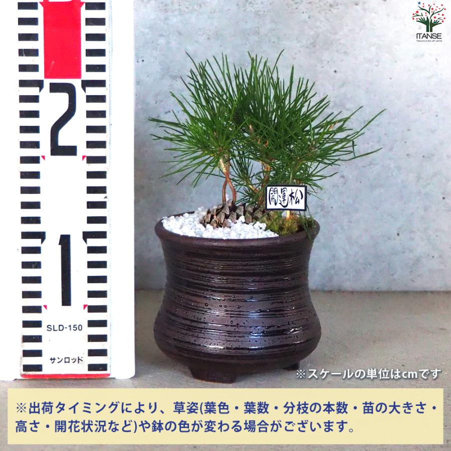 迎春ぼっくり松 風月黒鉢 盆栽 土色：白/1個売り 新年 賀正 観賞用