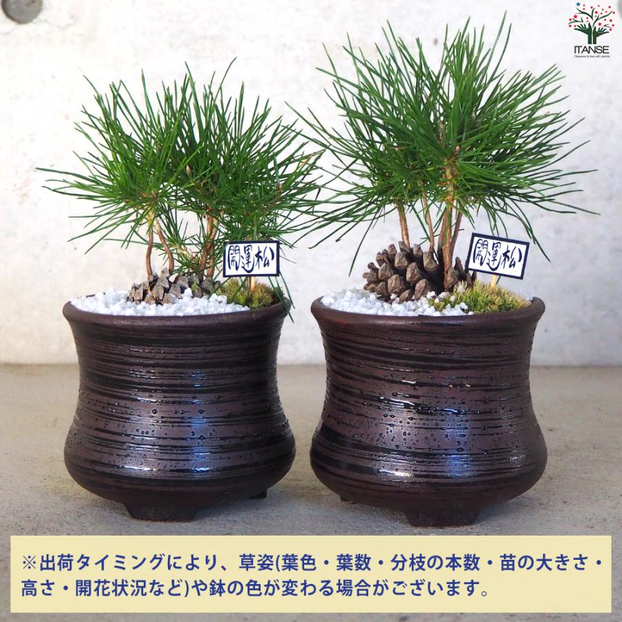 迎春ぼっくり松 風月黒鉢 盆栽 土色：白/1個売り 新年 賀正 観賞用