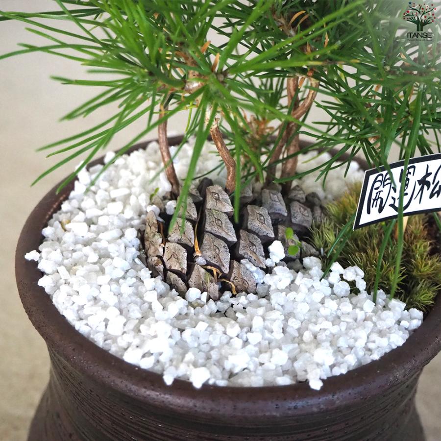 迎春ぼっくり松 風月黒鉢 盆栽 土色：白/1個売り 新年 賀正 観賞用