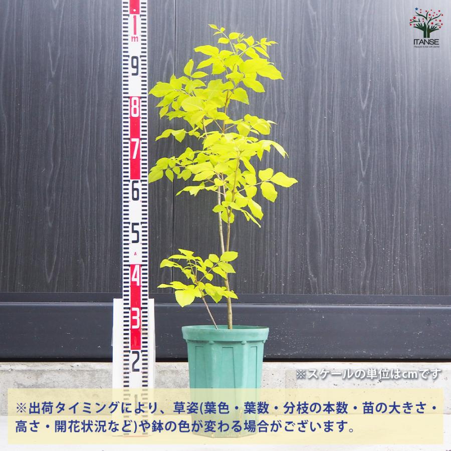 アオダモオーレア 【公式通販】