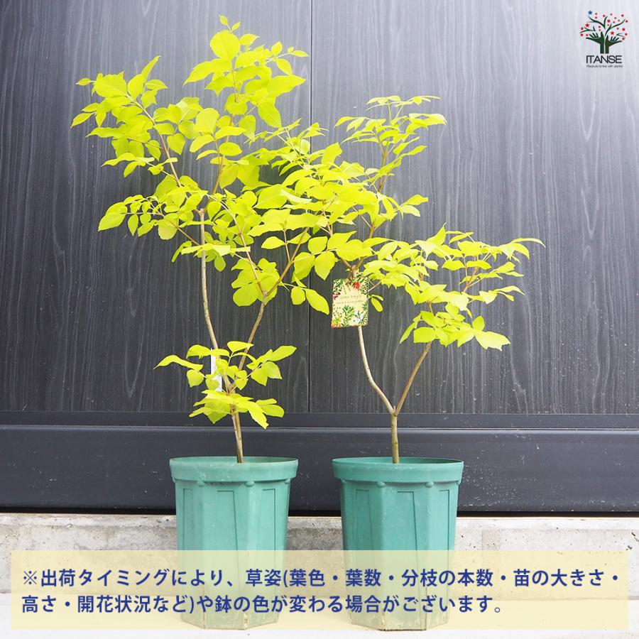 ITANSE アオダモ オーレア 庭木 7号鉢/1個売り 植木 トネリコ アオダモ