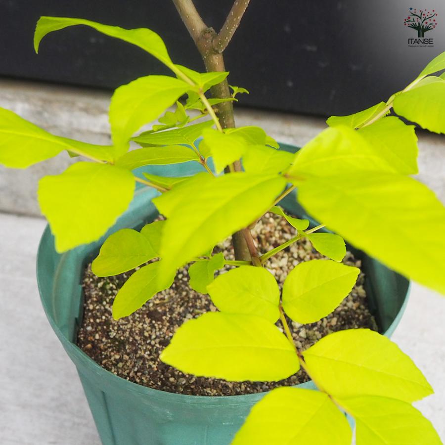 アオダモオーレア 【公式通販】