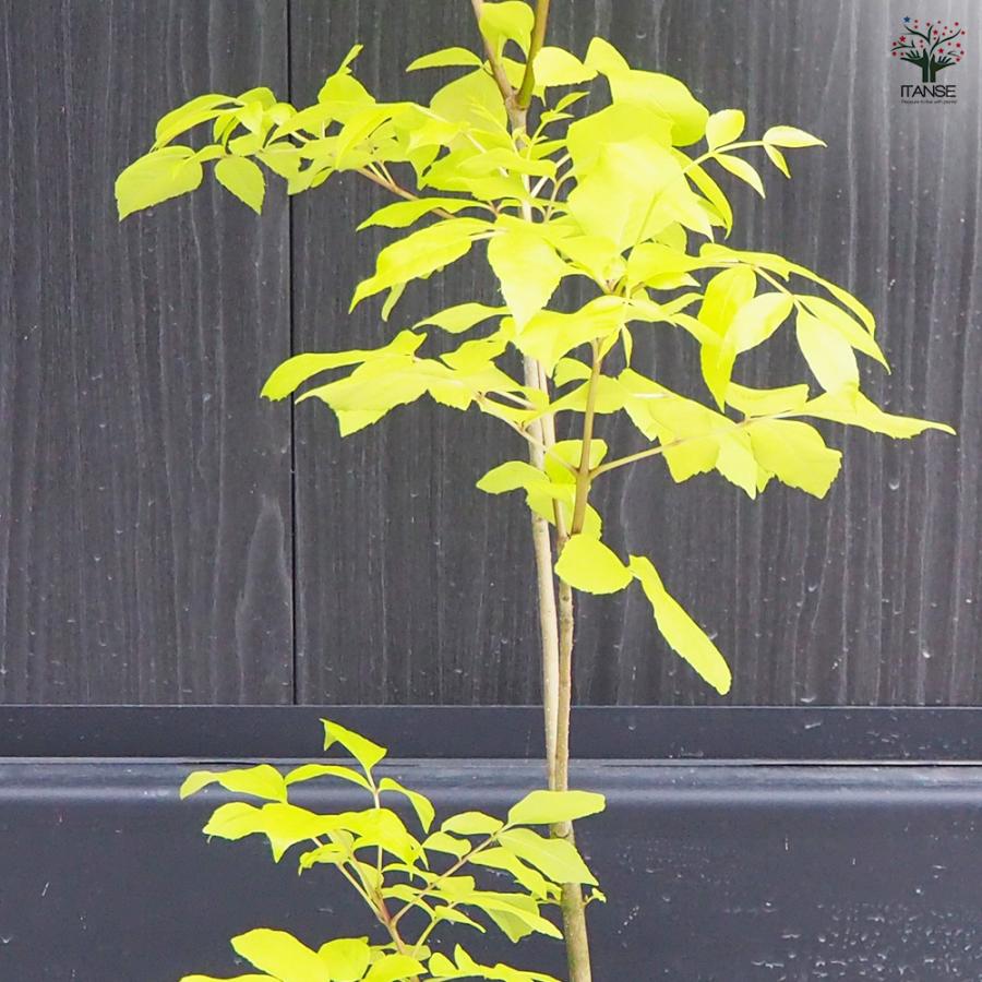 ITANSE アオダモ オーレア 庭木 7号鉢/1個売り 植木 トネリコ アオダモ