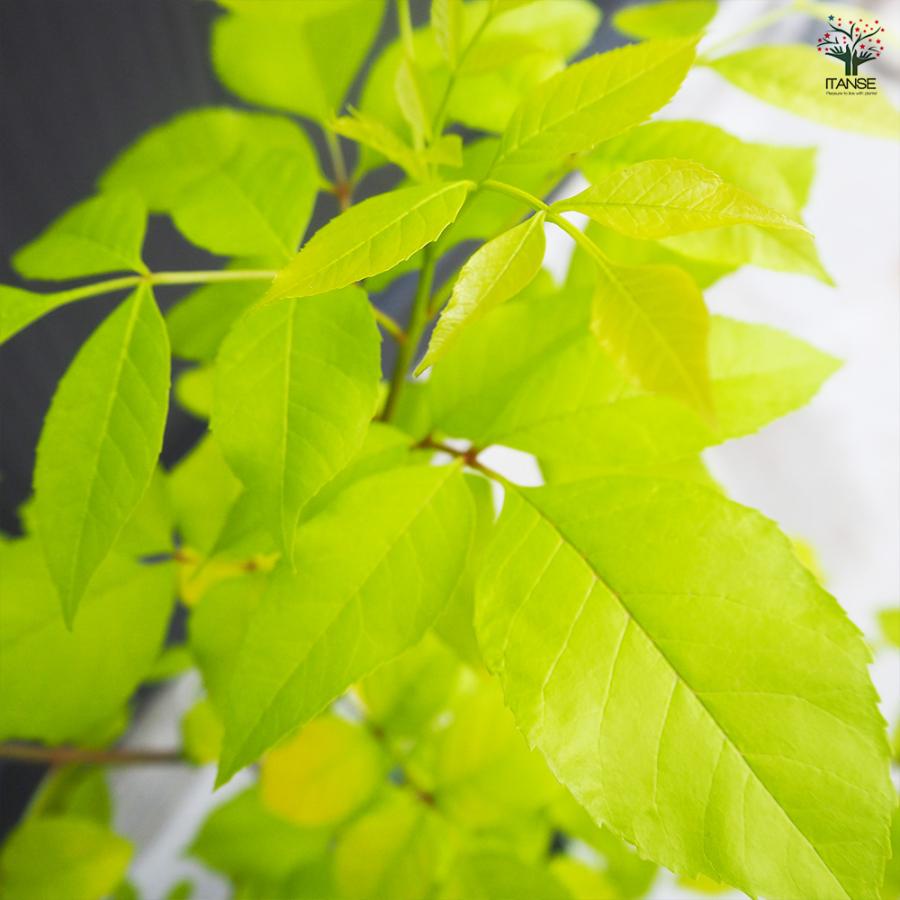 ITANSE アオダモ オーレア 庭木 7号鉢/1個売り 植木 トネリコ アオダモ