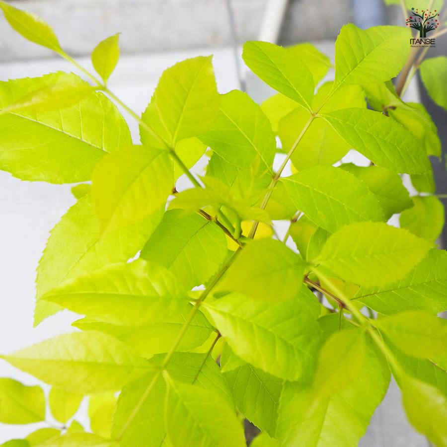ITANSE アオダモ オーレア 庭木 7号鉢/1個売り 植木 トネリコ アオダモ