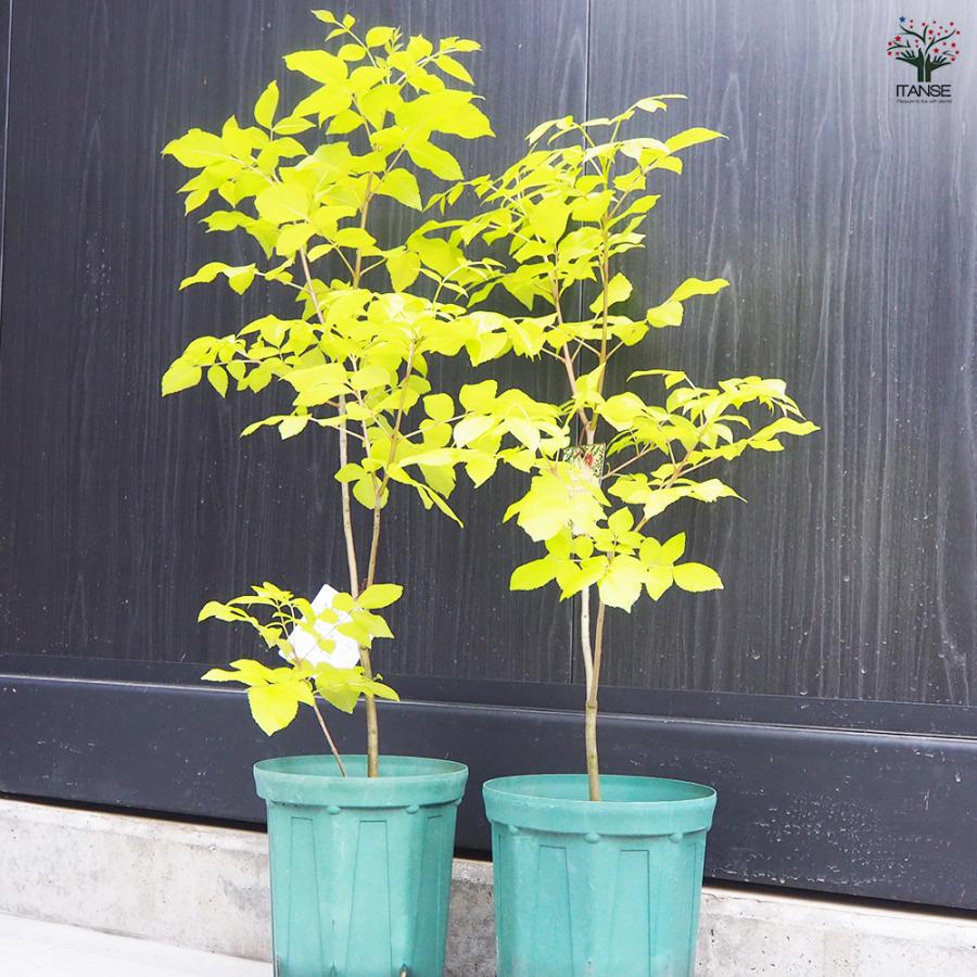 ITANSE アオダモ オーレア 庭木 7号鉢/1個売り 植木 トネリコ アオダモ