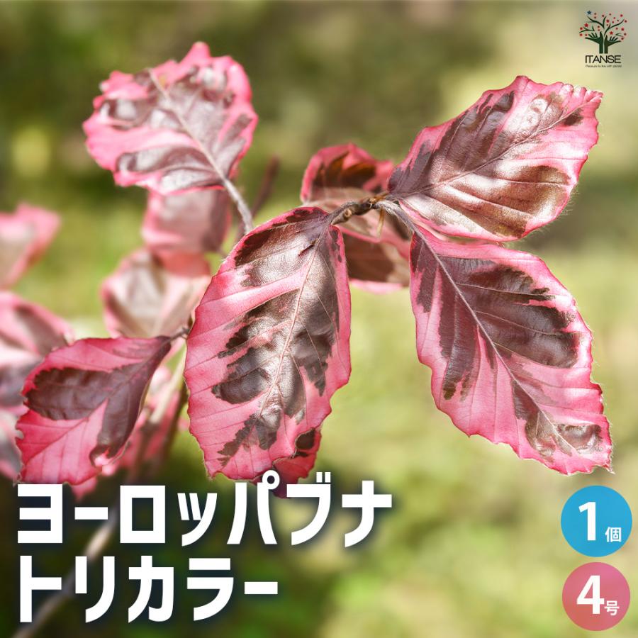 ヨーロッパブナ トリカラー 庭木 4号/1個売り カラーリーフ シンボル