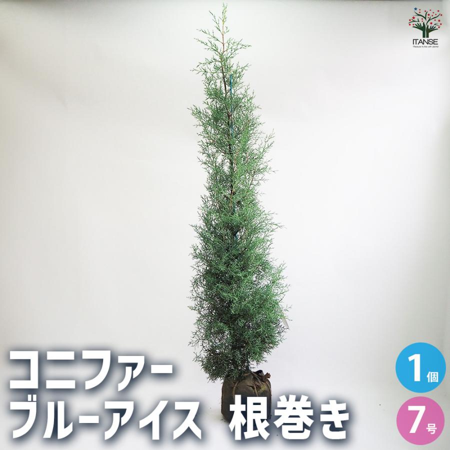 コニファー ブルーアイス 根巻き 庭木 7号/1個売りブルーバード