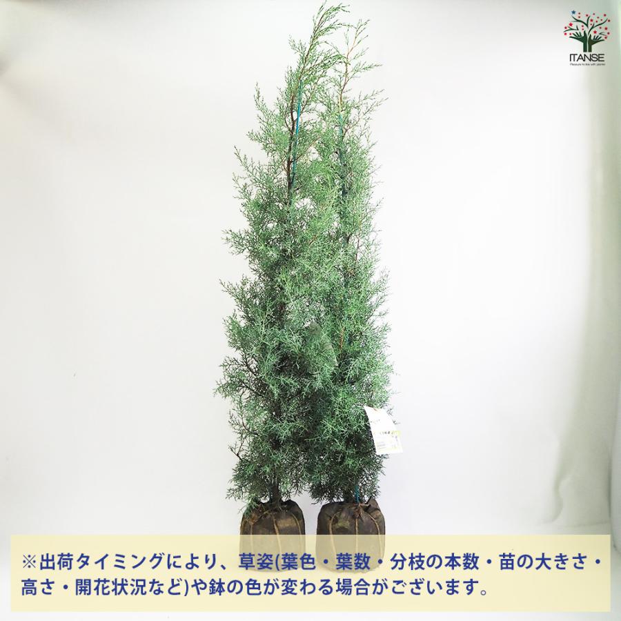 コニファー　ブルーアイス/ 1032 Amazon.co.jp: コニファー『ブルーアイス』12～15cmポット苗 : DIY