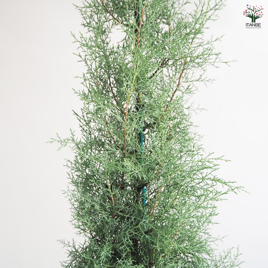 コニファー ブルーアイス 根巻き 庭木 7号/1個売りブルーバード