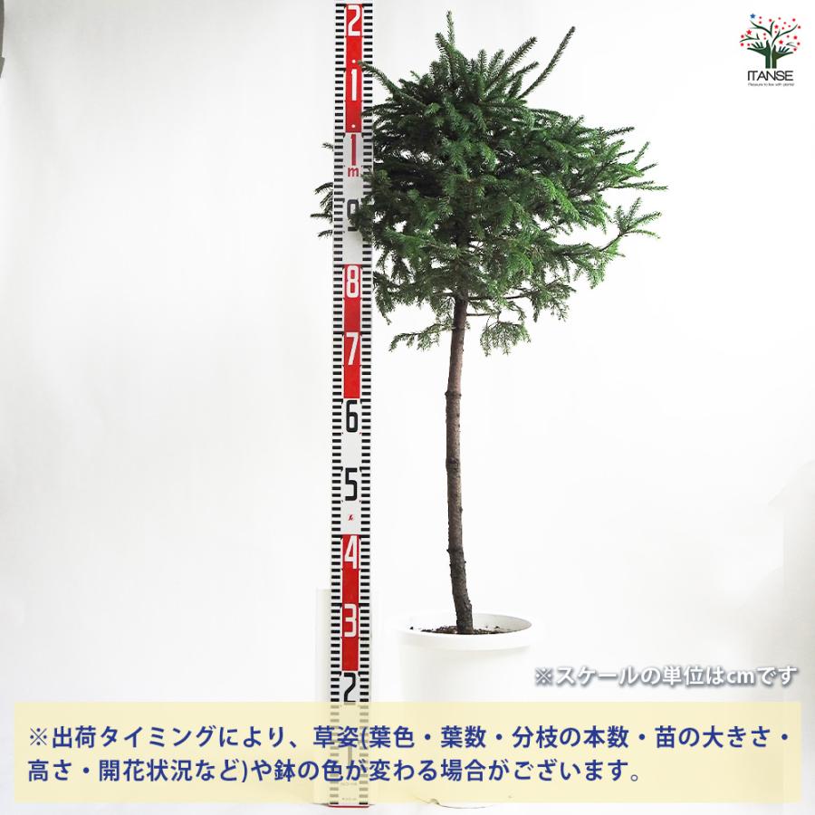 エゾ松 スタンド仕立て 庭木 8号鉢/1個売り お祝い 縁起物 迎春 盆栽