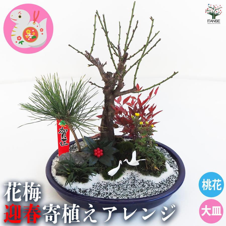 お正月飾り 花梅 迎春寄植えアレンジ【桃花一重】 正月飾り 大皿11号/1