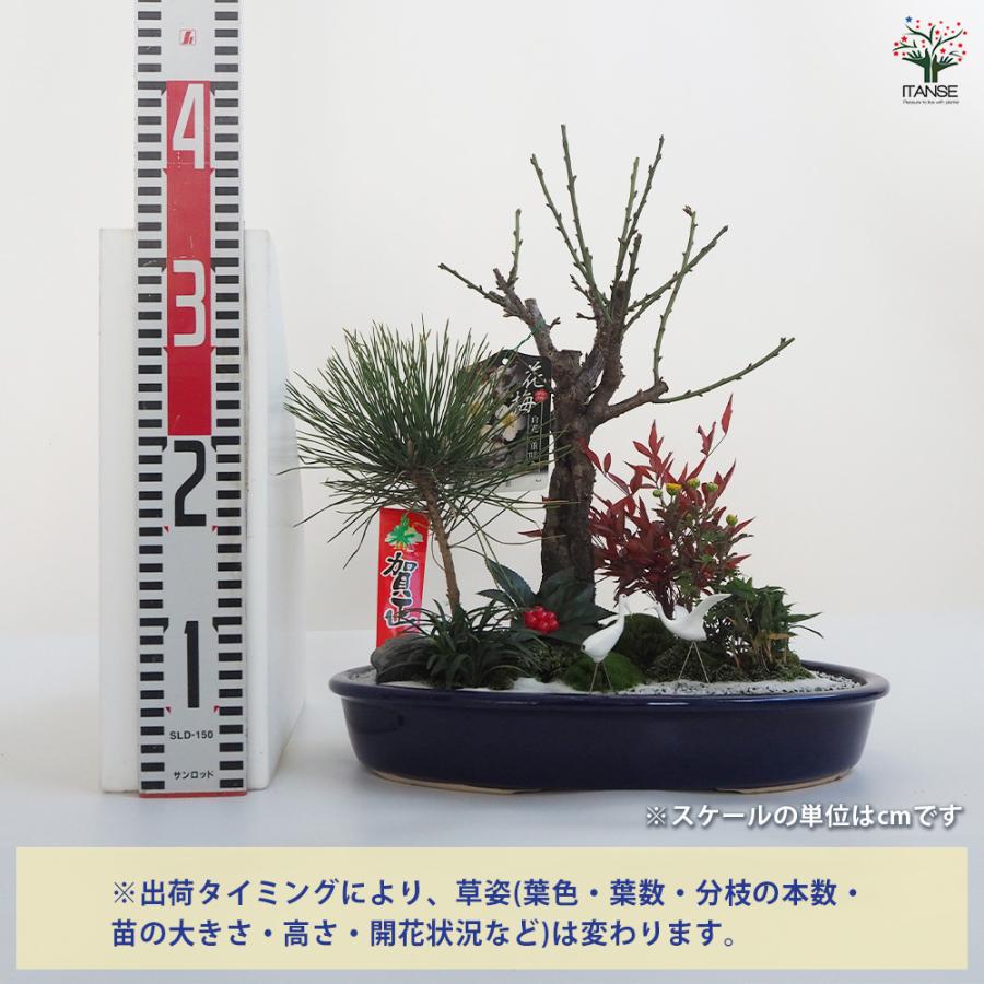 お正月飾り 花梅 迎春寄植えアレンジ【桃花一重】 正月飾り 大皿11号/1