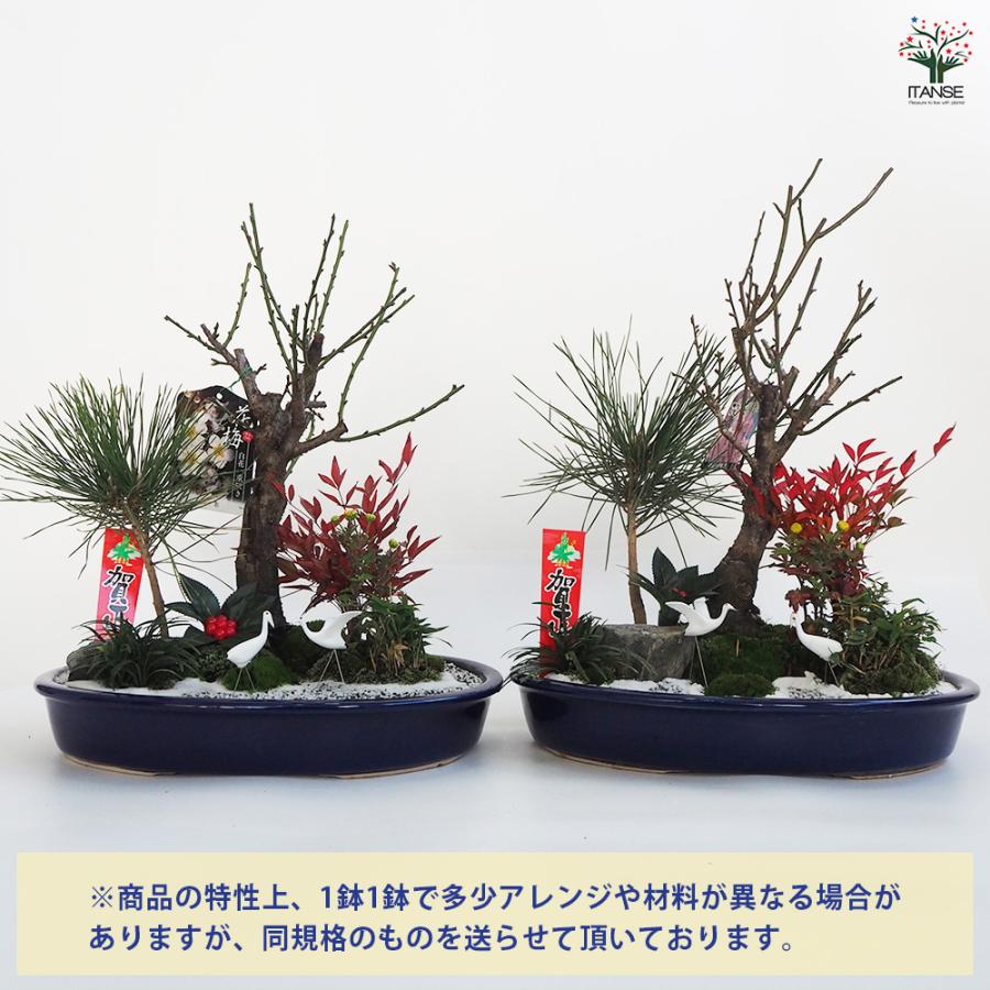 お正月飾り 花梅 迎春寄植えアレンジ【桃花一重】 正月飾り 大皿11号/1