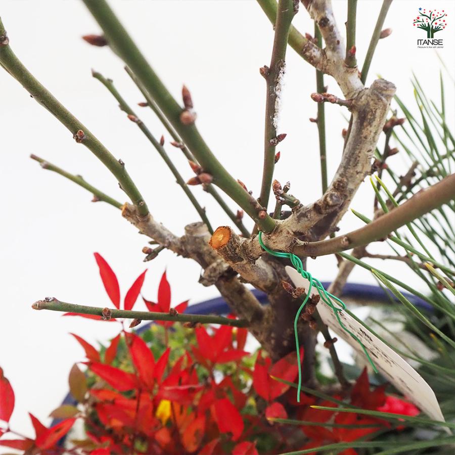 お正月飾り 花梅 迎春寄植えアレンジ【桃花一重】 正月飾り 大皿11号/1