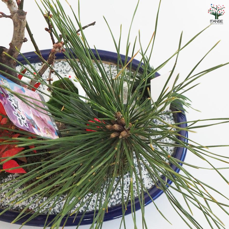 お正月飾り 花梅 迎春寄植えアレンジ【桃花一重】 正月飾り 大皿11号/1