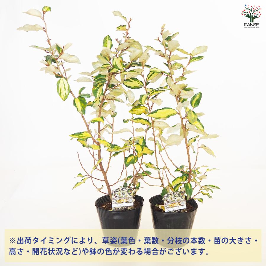 ナワシログミ マリリン 庭木 5号/1個売り 花木苗 花木の苗 苗代茱萸