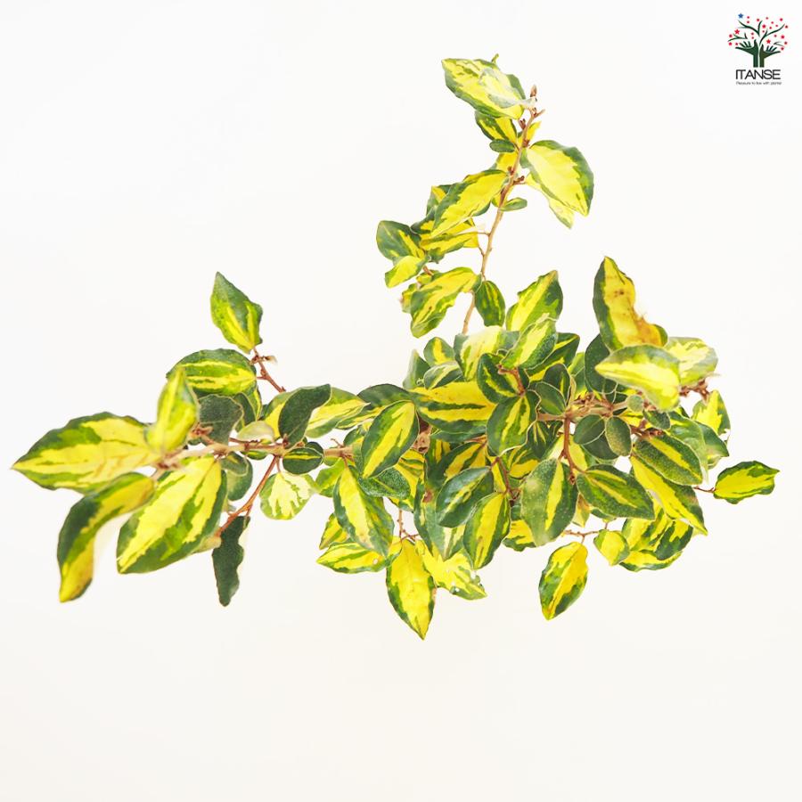 ナワシログミ マリリン 庭木 5号/1個売り 花木苗 花木の苗 苗代茱萸