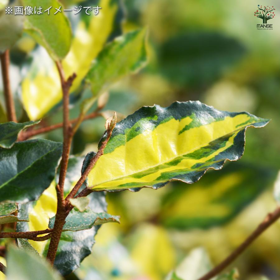 ナワシログミ マリリン 庭木 5号/1個売り 花木苗 花木の苗 苗代茱萸