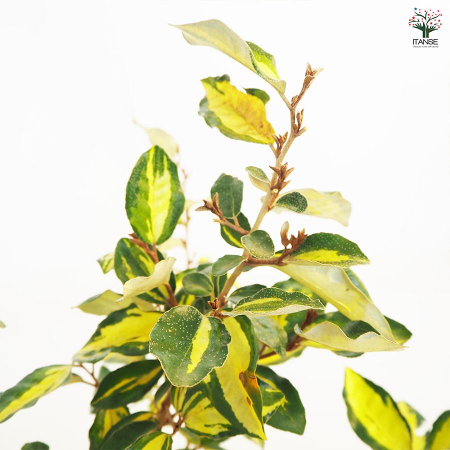 ナワシログミ マリリン 庭木 5号/1個売り 花木苗 花木の苗 苗代茱萸