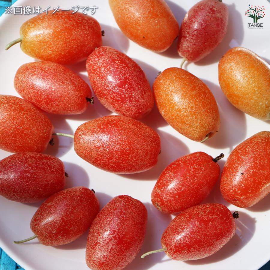 ナワシログミ マリリン 庭木 5号/1個売り 花木苗 花木の苗 苗代茱萸