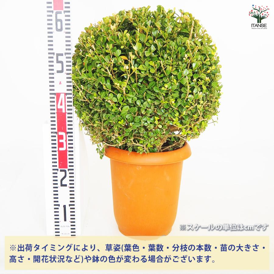 ボックスウッド 玉仕立て 庭木 8号/1個売り 西洋ツゲ ガーデニング