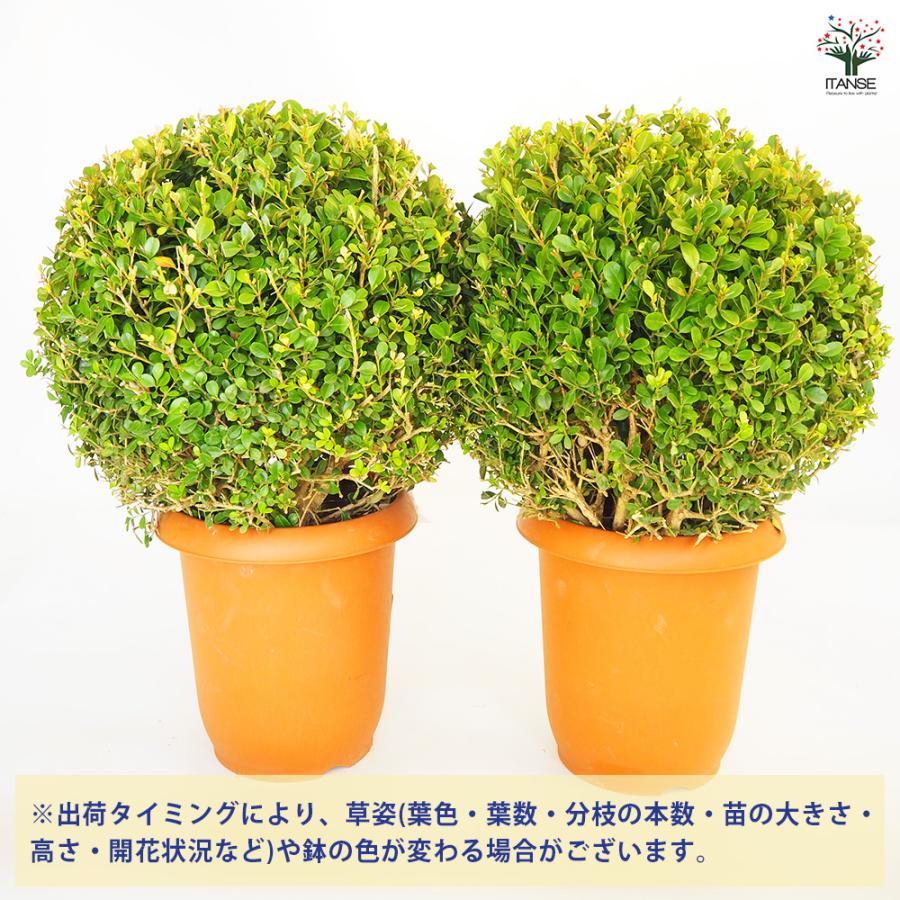 ボックスウッド 玉仕立て 庭木 8号/1個売り 西洋ツゲ
