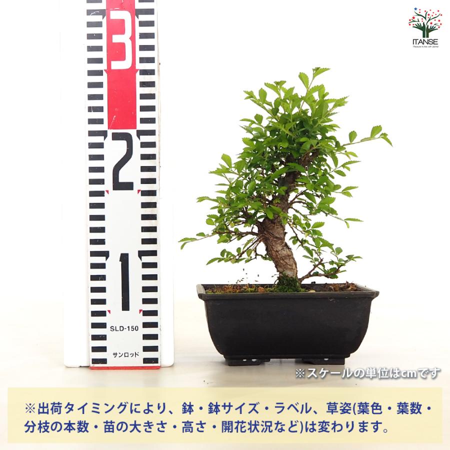 明治期 大型欅 ケヤキ瘤木彫刻二段二重口花生 花器内鉄筒付 高50cm美しい木目 明治期 大型欅 ケヤキ瘤木彫刻二段二重口花生 花器内