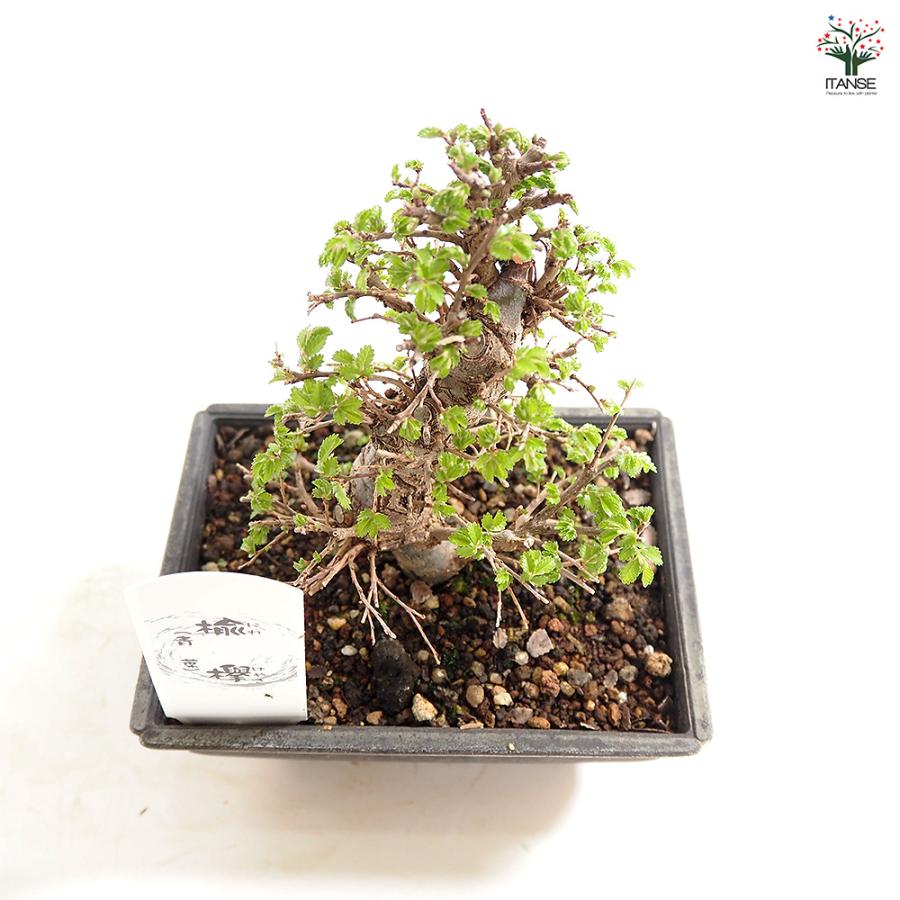 盆栽　ニレケヤキ　樹高55cm 盆栽創 / 楡欅（ニレケヤキ）盆栽 SS013