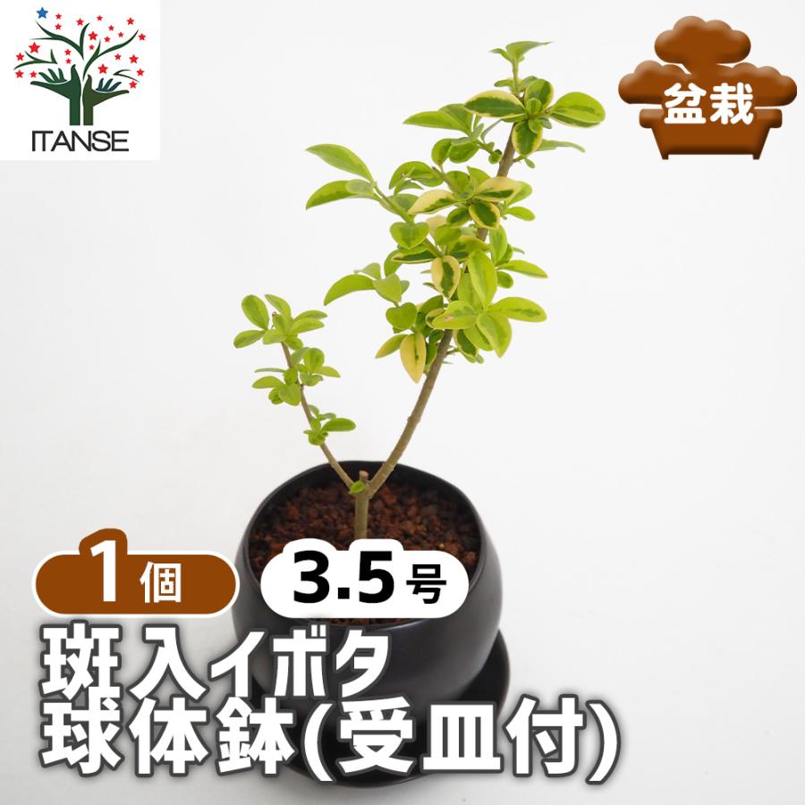 斑入イボタ 球体鉢(受皿付) 盆栽 3.5号/1個売り ぼんさい bonsai 植木