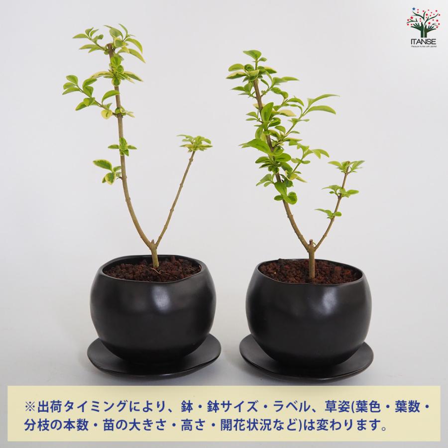 斑入イボタ 球体鉢(受皿付) 盆栽 3.5号/1個売り ぼんさい bonsai 植木