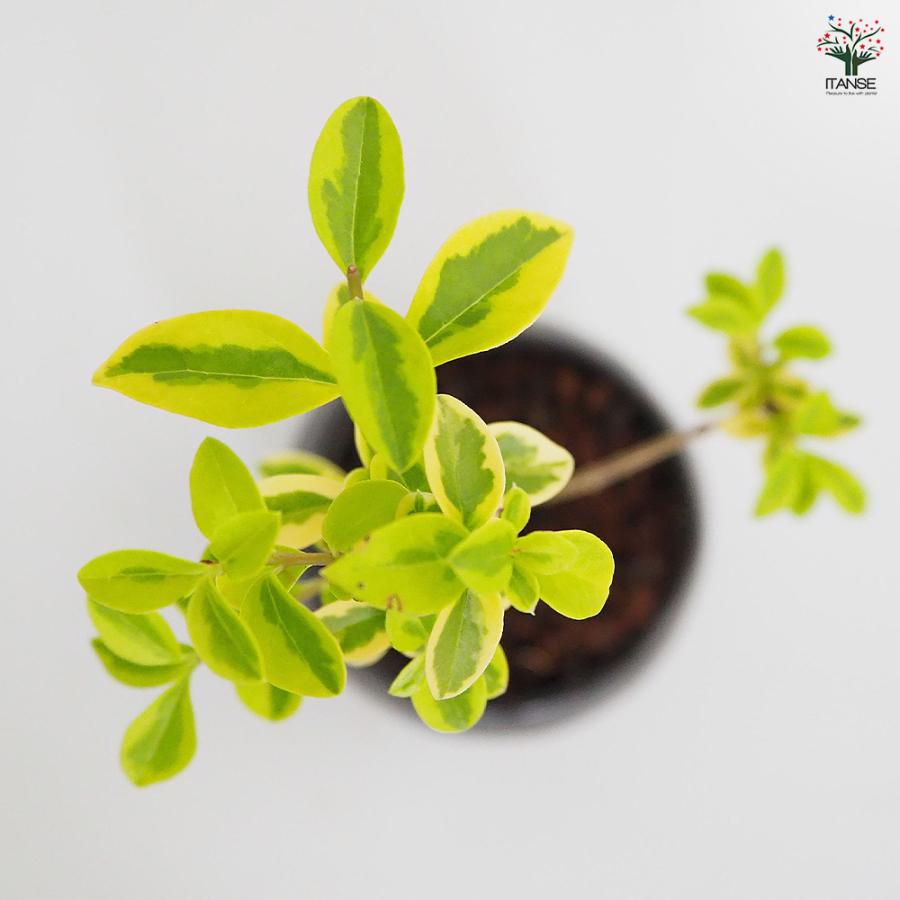 斑入イボタ 球体鉢(受皿付) 盆栽 3.5号/1個売り ぼんさい bonsai 植木
