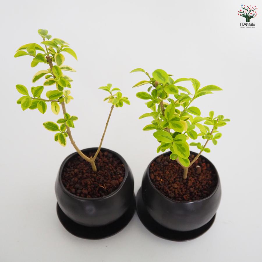 斑入イボタ 球体鉢(受皿付) 盆栽 3.5号/1個売り ぼんさい bonsai 植木