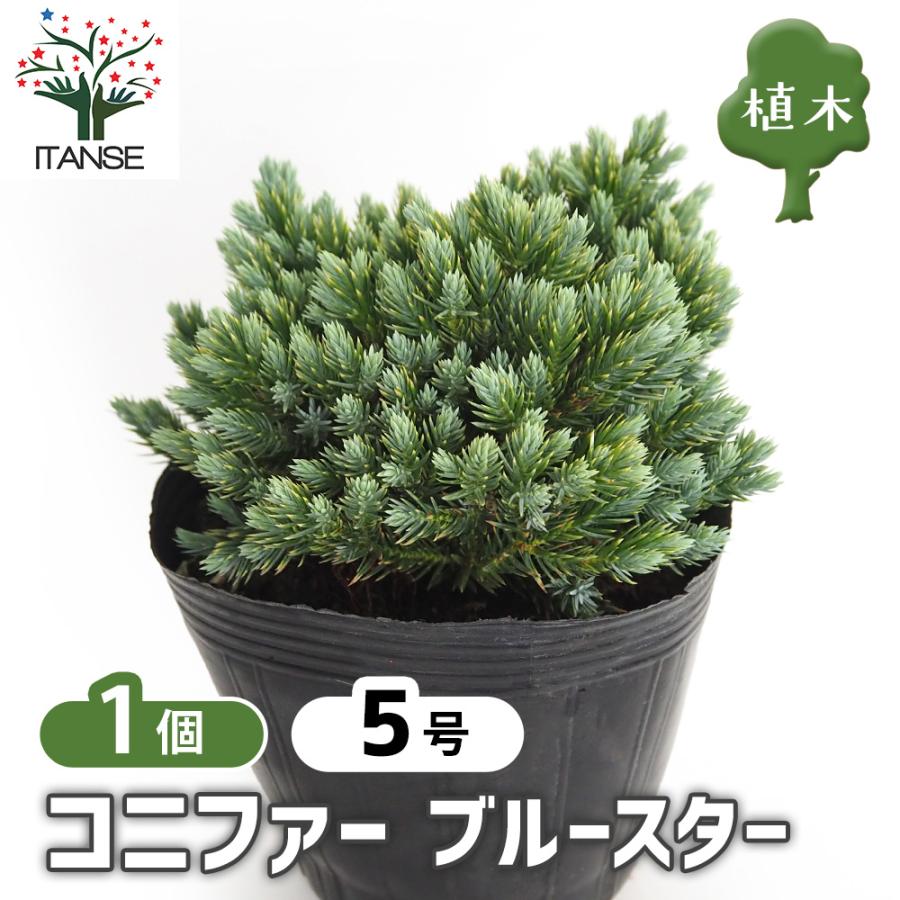 コニファー ブルースター 庭木 5号/1個売り 常緑 針葉樹 クリスマス