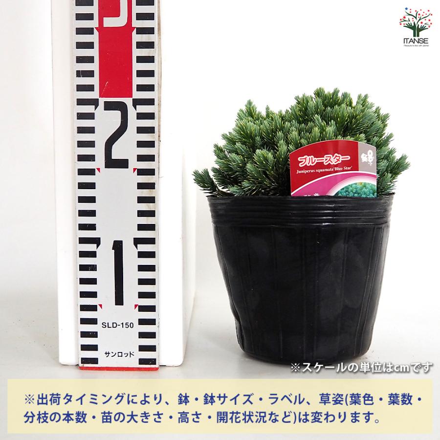 コニファー ブルースター 庭木 5号/1個売り 常緑 針葉樹 クリスマス