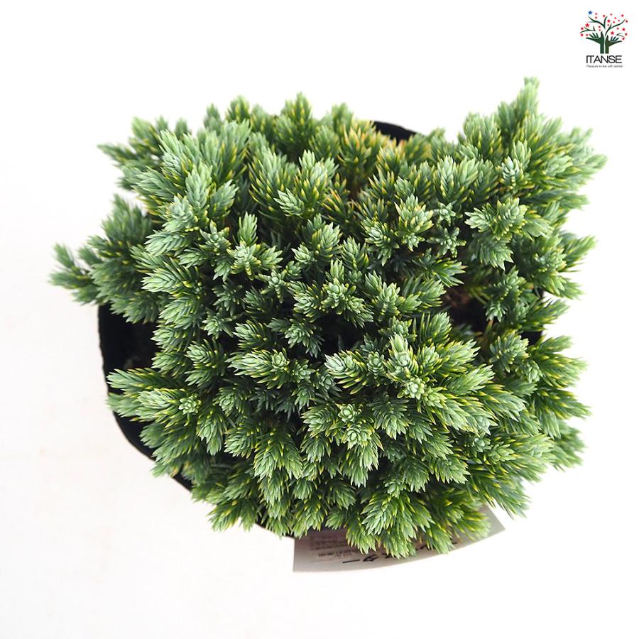 コニファー ブルースター 庭木 5号/1個売り 常緑 針葉樹 クリスマス