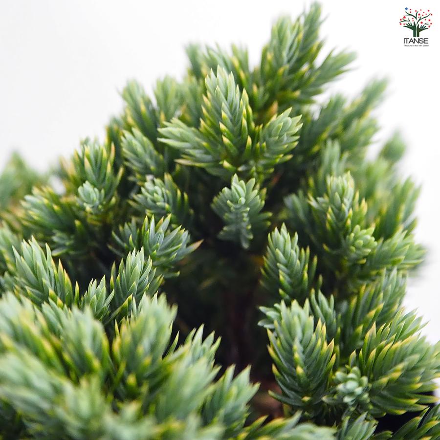 コニファー ブルースター 庭木 5号/1個売り 常緑 針葉樹 クリスマス