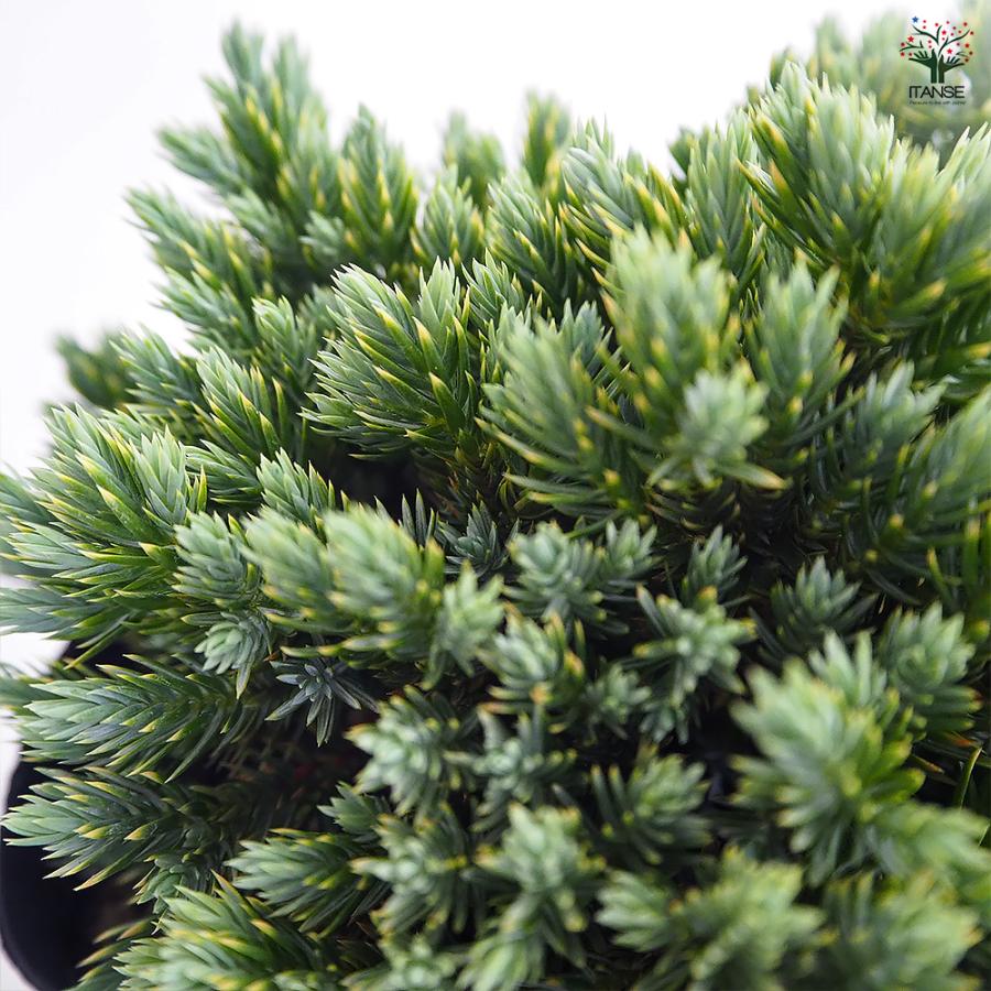コニファー ブルースター 庭木 5号/1個売り 常緑 針葉樹 クリスマス 