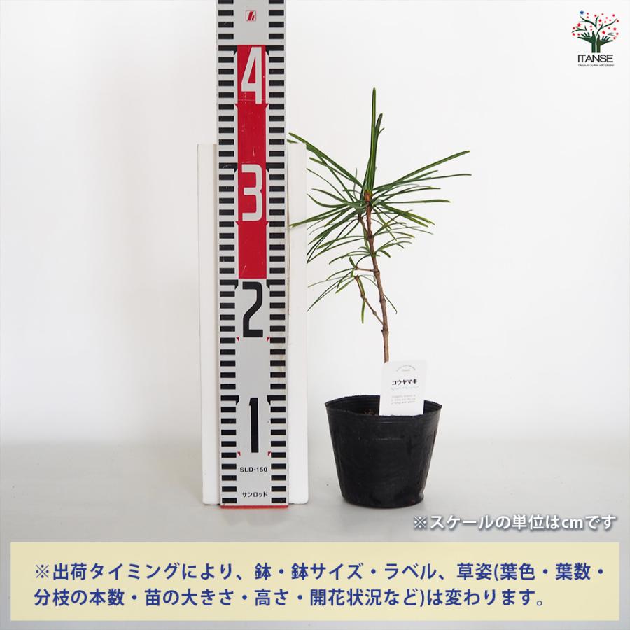 コウヤマキ 庭木 3.5号/1個売り こうやまき 高野槙 Japanese umbrella