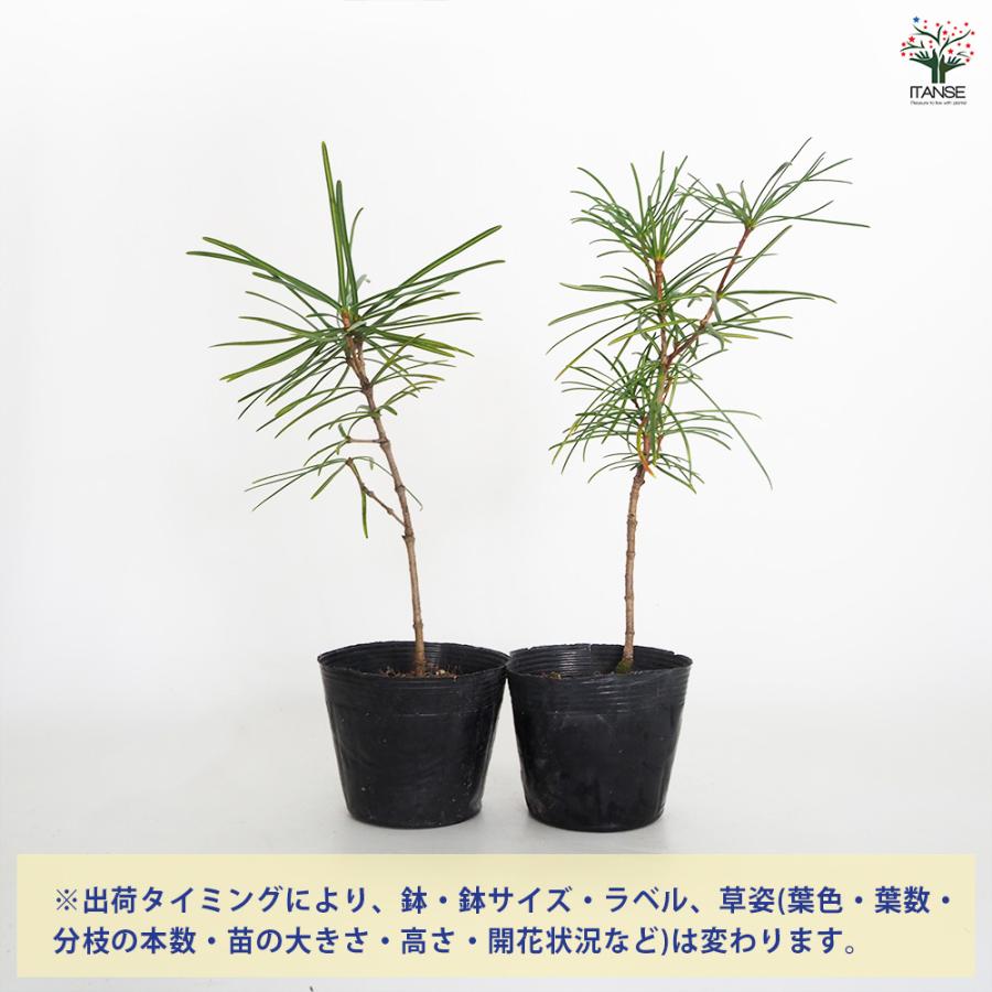 コウヤマキ 庭木 3.5号/1個売り こうやまき 高野槙 Japanese umbrella